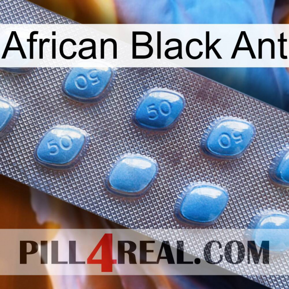 African Black Ant viagra3.jpg